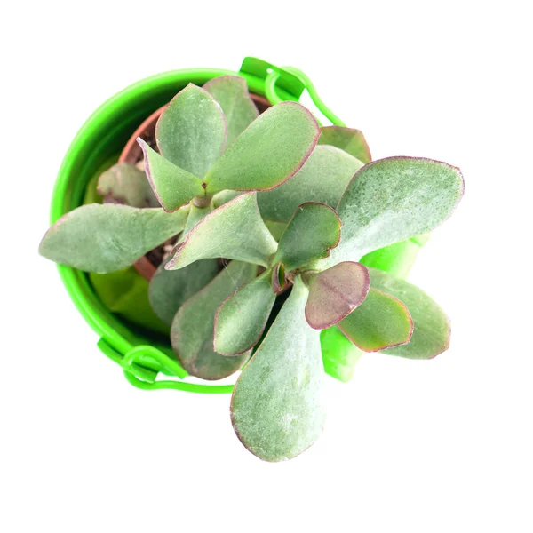 Planta vaso isolado no fundo branco. Suculento em um p verde — Fotografia de Stock