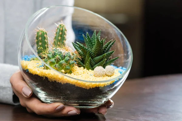 Женщина держит красивый флорарий в стеклянной вазе с сочным — стоковое фото