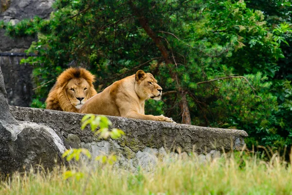 Stolzer Löwe und Löwin, Löwe und Löwe — Stockfoto