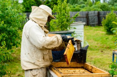 Kimliği belirsiz arıcı holding petek arı sı kontrol ile