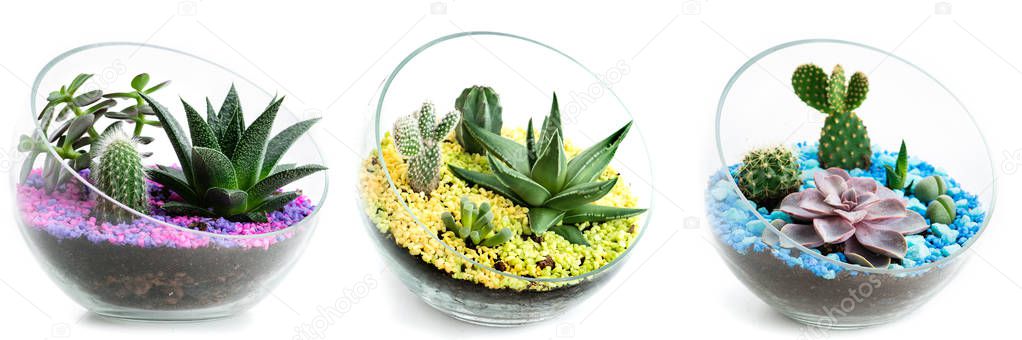 set of florarium in glass, cacti and succulents are isolated on a white background, collage