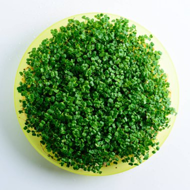 mikroyeşil roka hafif arka planda bir tabakta filizlenir çiğ filizler, mikroyeşiller, sağlıklı beslenme konsepti