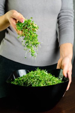 mikroyeşil roka kadın ellerinde filizleniyor, kız kaseye roka döküyor, sağlıklı beslenme konsepti.