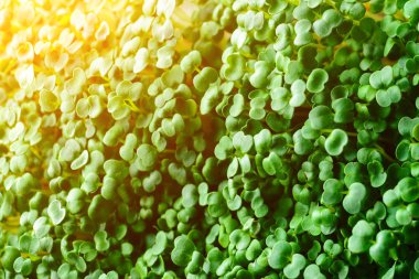 Makro mikro yeşiller. Mikro yeşil arka plan. Hardal filizi. Doğal yeşilliklerin yeşil doku arkaplanı