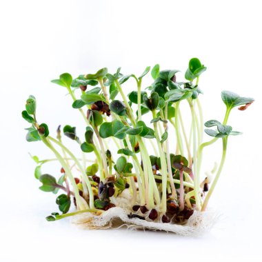 Sağlıklı beslenme ve organik restoran pişirme reklamı için arka planda mikroyeşil turp filizleri.