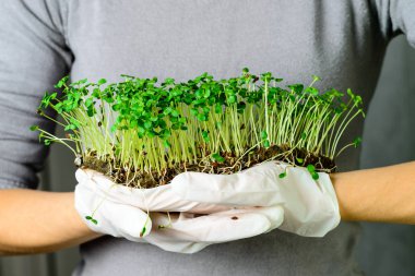 mikroyeşil corundum coriander kadın ellerinde filizlenir çiğ filizler, mikro yeşiller, sağlıklı beslenme konsepti