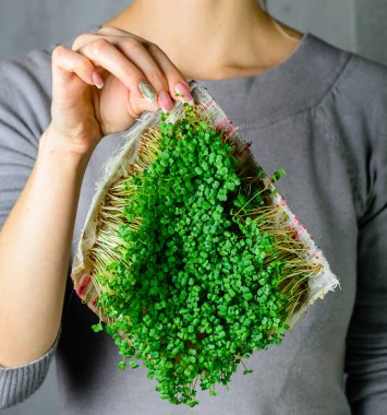 mikroyeşil roka kadın ellerinde filizlenir çiğ lahanalar, mikro yeşiller, sağlıklı beslenme konsepti