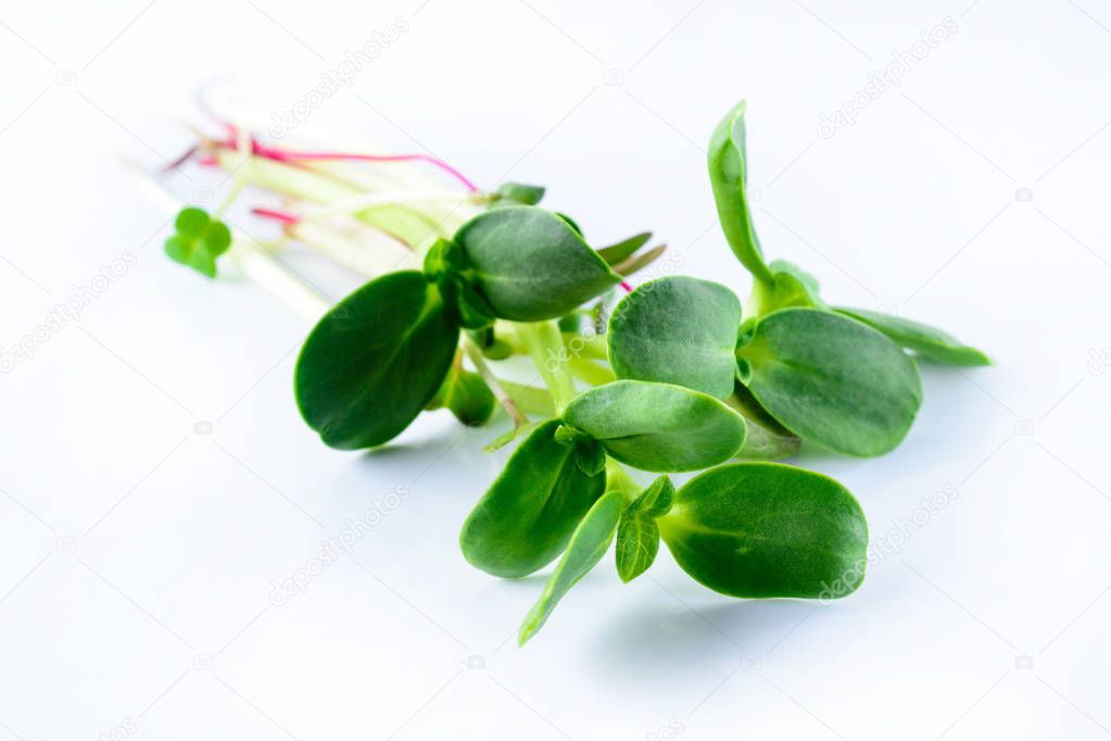 microgreen sunflower sprouts on a white background mockup for healthy eating and organic restaurant cooking advertisement