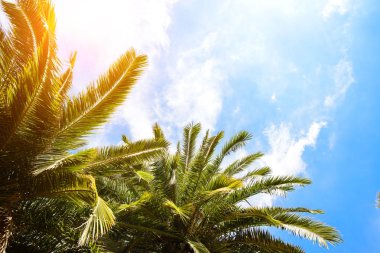 Mavi gökyüzüne karşı palmiye ağaçları, tropik kıyılarda palmiye ağaçları, hindistan cevizi ağacı, yaz ağacı kopyalama alanı