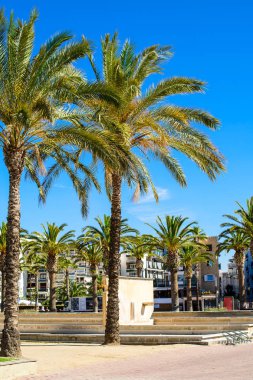 Tatil köyü şehrinde palmiye ağacı, salou İspanya, kopya alanı ile seyahat arkaplanı