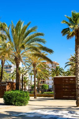 Tatil köyü şehrinde palmiye ağacı, salou İspanya, kopya alanı ile seyahat arkaplanı