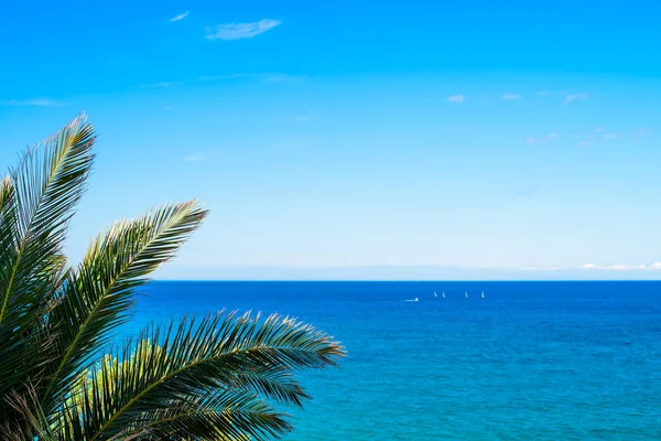 Palmerales Frente Mar Cerca Del Mar Playa Contra Cielo Azul —  Fotos de Stock