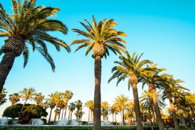 Mavi gökyüzüne karşı palmiye ağaçları, tropik kıyılarda palmiye ağaçları, hindistan cevizi ağacı, yaz ağacı.