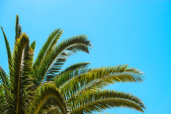 Пальмы на фоне голубого неба, Пальмы на побережье, кокосовое дерево, летнее дерево