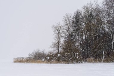 Donmuş rüzgarlı kış gününde karla kaplı ağaçlar 