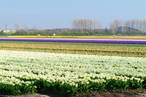 Lale alan, Lale üretim bir çiftlikte Hollanda, Hollanda Lale — Stok fotoğraf