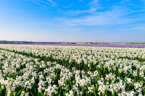 Sümbül alan, sümbül üretim ve Hollanda'da bir çiftlikte büyüyen çiçek — Stok fotoğraf
