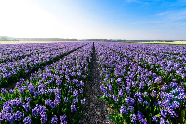 Jácint mező, a Jácint termelés és a nő a gazdaság, a holland virág — Stock Fotó