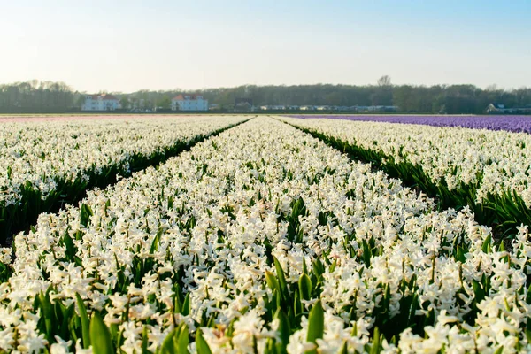 Sümbül alan, sümbül üretim ve Hollanda'da bir çiftlikte büyüyen çiçek — Stok fotoğraf