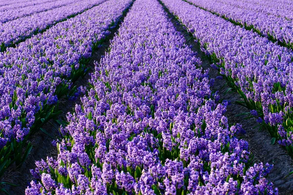 Campo de jacinto, produção de jacinto e floricultura numa exploração agrícola nos Países Baixos — Fotografia de Stock