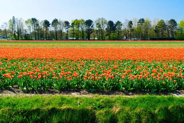 Campo di tulipani, produzione di tulipani in un'azienda agricola nei Paesi Bassi, tulipani olandesi — Foto Stock