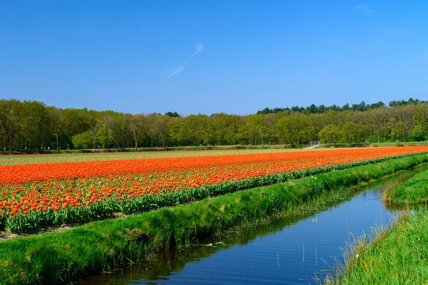 Campo di tulipani, produzione di tulipani in un'azienda agricola nei Paesi Bassi, tulipani olandesi — Foto Stock