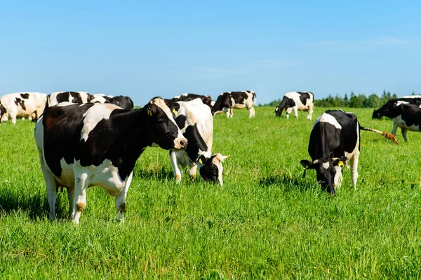 Krowy pasą się na zielone pola przy słonecznej pogodzie, układ z miejsca na tekst — Zdjęcie stockowe