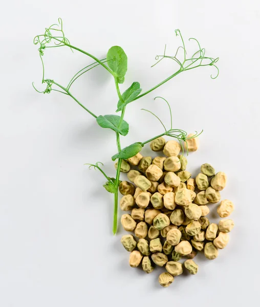 绿豆粒和发芽芽 — 图库照片