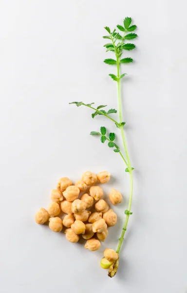 浅绿色的鹰嘴豆在浅色背景下发芽 — 图库照片