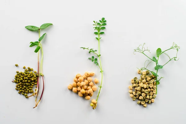 Mikrozöldségek készlete könnyű háttérrel - gabonák és csírák — Stock Fotó
