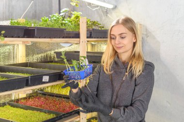 mikro Yeşiller, ev iş başlangıç büyüyen kadın nişanlı