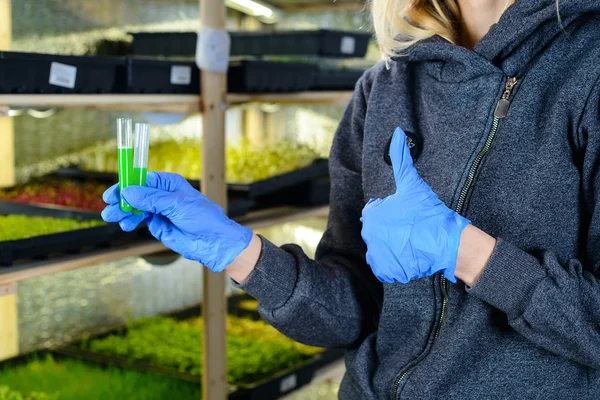 girl checks the quality of planting plants with test tubes, woman checks quality of planting, micro green quality guaranteed