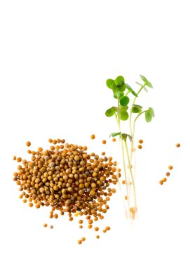 mikroyeşil hardal tanesi ve çimlenmiş filiz beyaz izole