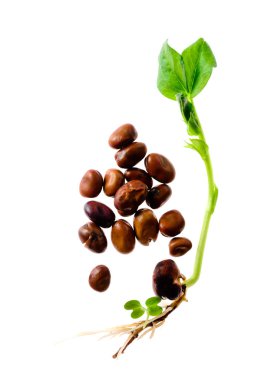 mikroyeşil fasulye tanesi ve çimlenmiş filiz beyaz izole