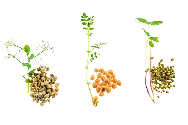 Набор микрозелени, выделенных на белом фоне зерна и капусты — стоковое фото