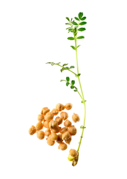 Microgreen kikärter korn och grodda spira isolerade — Stockfoto