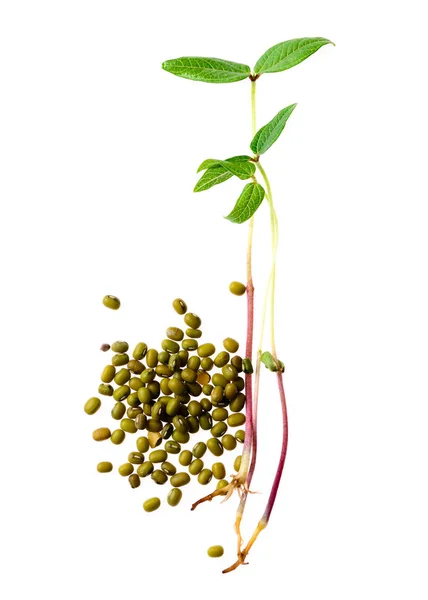 Grano de rábano microverde y brote germinado aislado en un blanco —  Fotos de Stock
