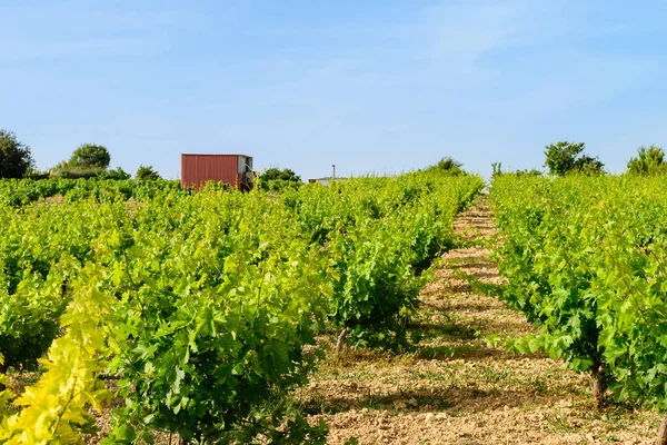 Racimos maduros de uvas de vino tinto cuelgan de una vid vieja en la luz cálida de la noche . — Foto de Stock