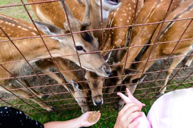 Bir gönüllü ormandaki yabani geyikler beslenir. Hayvanlar için bakım.