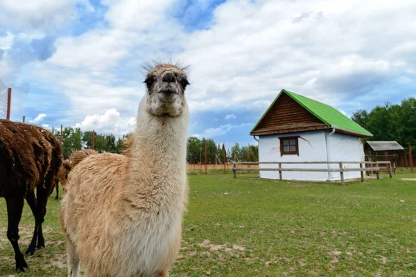 Yeşil alan kameraya bakarak beyaz komik alpaka