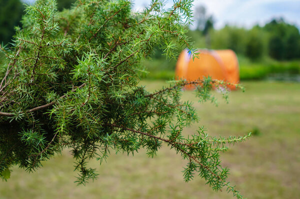 можжевельник
