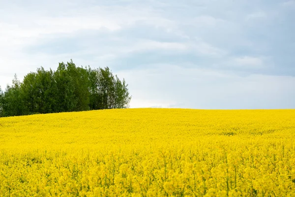 油菜籽地 有美丽的云朵 绿色能源植物 黄色油菜地 绿色能源植物和石油工业 蓝天背景的油菜籽 — 图库照片