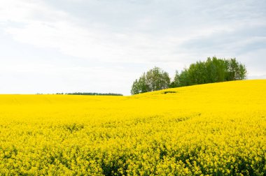 Güzel bulutlu kolza tohumu tarlası - yeşil enerji için bitki, sarı tecavüz ve mavi gökyüzü ile tarla