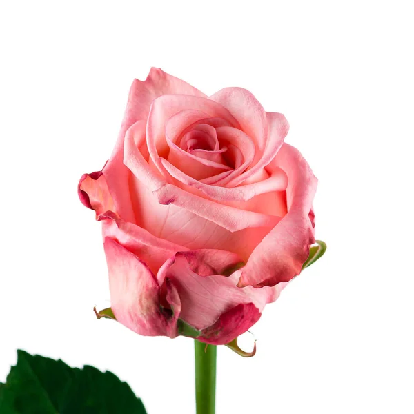 Rosa bocciolo di rosa primo piano isolato — Foto Stock
