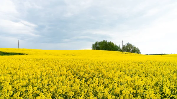 Repcemagmező Gyönyörű Felhővel Zöld Energia Sárga Repcemező Kék — Stock Fotó