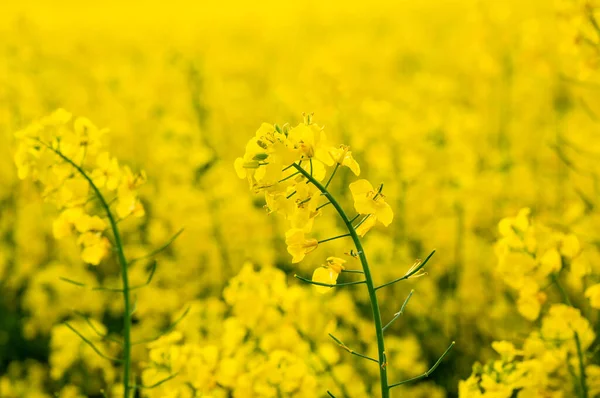 Flowering Oilseed Rapeseed Detail Flowering Rapeseed Canola Colza Plant Green — Stock Photo, Image