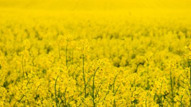 Günbatımında tecavüz tarlaları, Yağlı Tohum Tecavüzü çok popüler bir bitkidir.