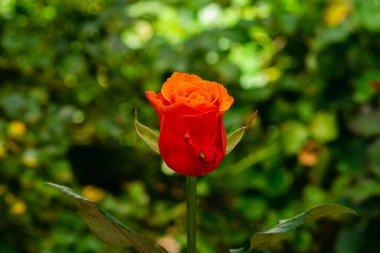 Taze yeşil yapraklı turuncu güller ve sığ alan derinliğinde bokeh lekesi. Yumuşak odak.