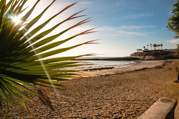 Exotisch Zandstrand Prachtige Zeegezicht Palmbomen Een Zandstrand — Stockfoto