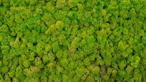 Grüne Moos Textur Wallpaper Hintergrund Mit Kopierraum — Stockfoto